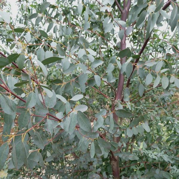 Eukalyptus