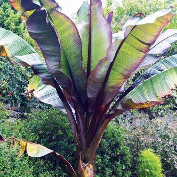 Rote Zierbanane