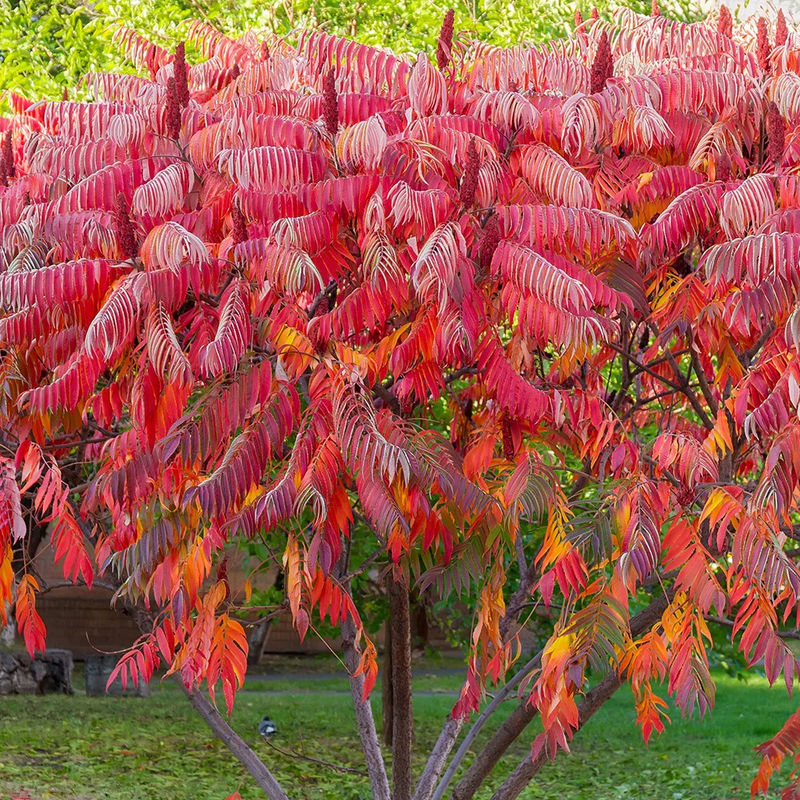Essigbaum
