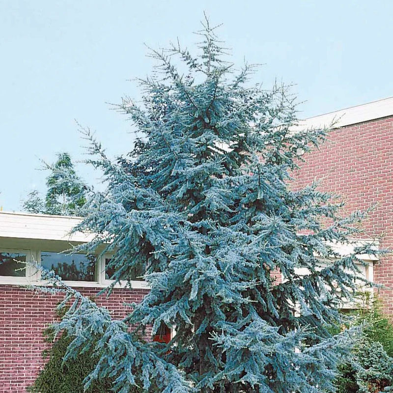 Blaue Atlaszeder