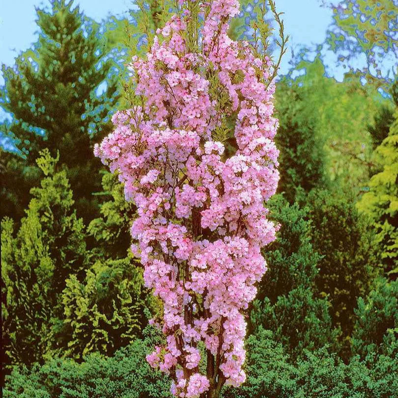 Säulenkirsche 'Amanogawa' - Title:Der topf / 3L / Lieferhöhe 80-100cm