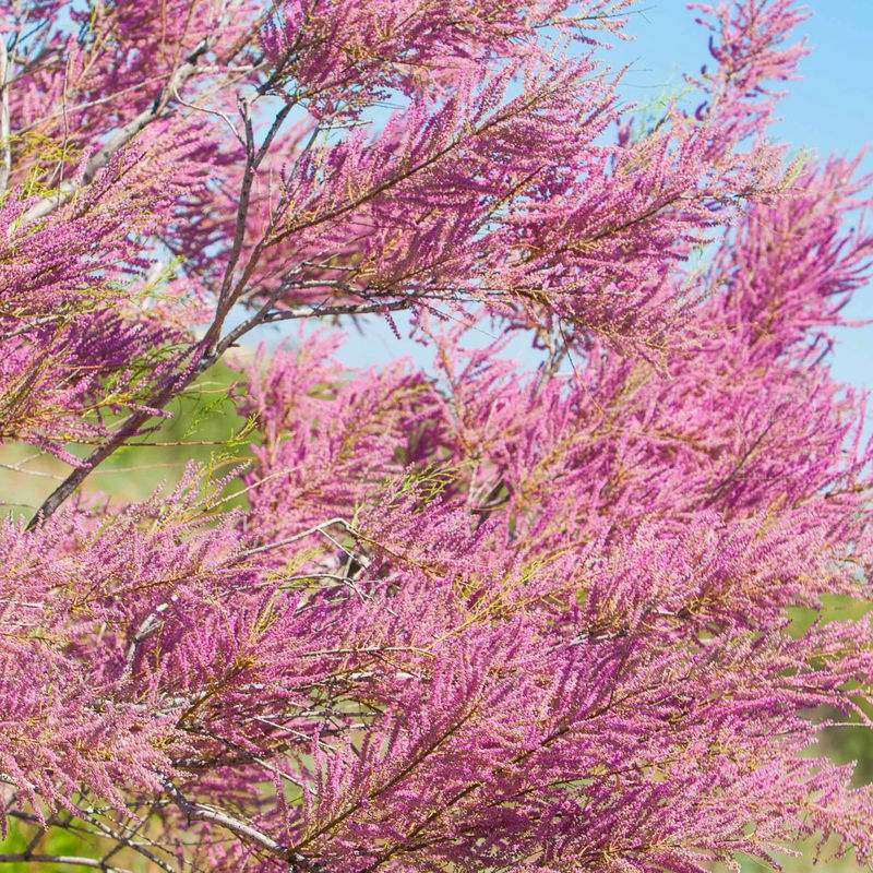 Sommer-Tamariske - Title:Der topf / 1.5L / 3-5 äste / Lieferhöhe 40-50cm