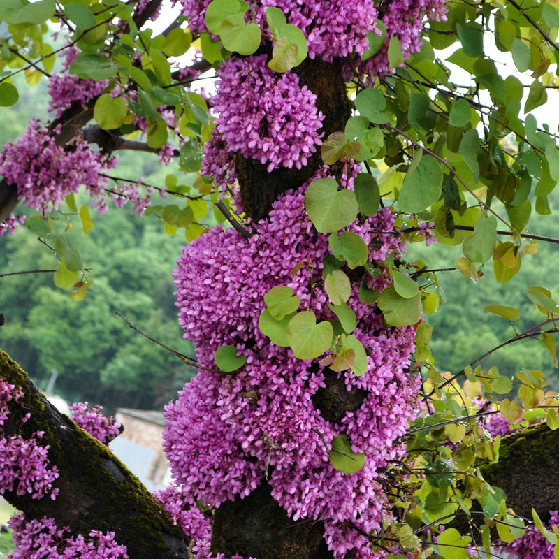 Judasbaum - Title:Der topf / Ø 9cm / Lieferhöhe 20-25cm