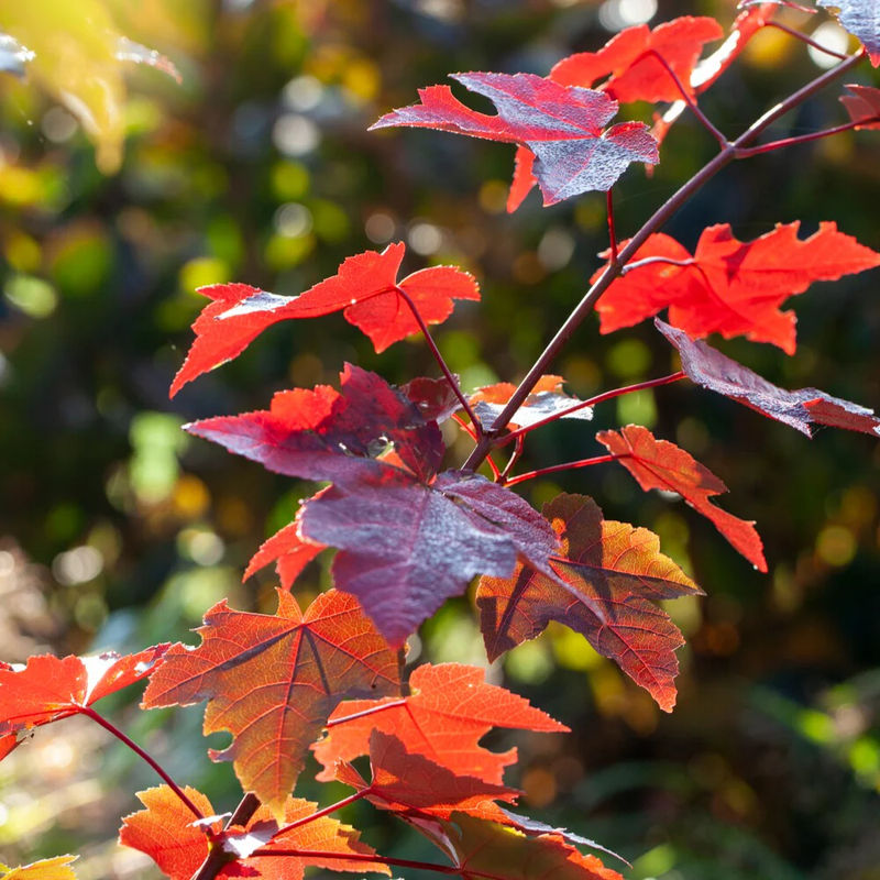 Roter Ahorn