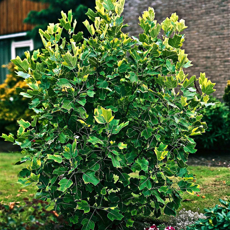 Tulpenbaum