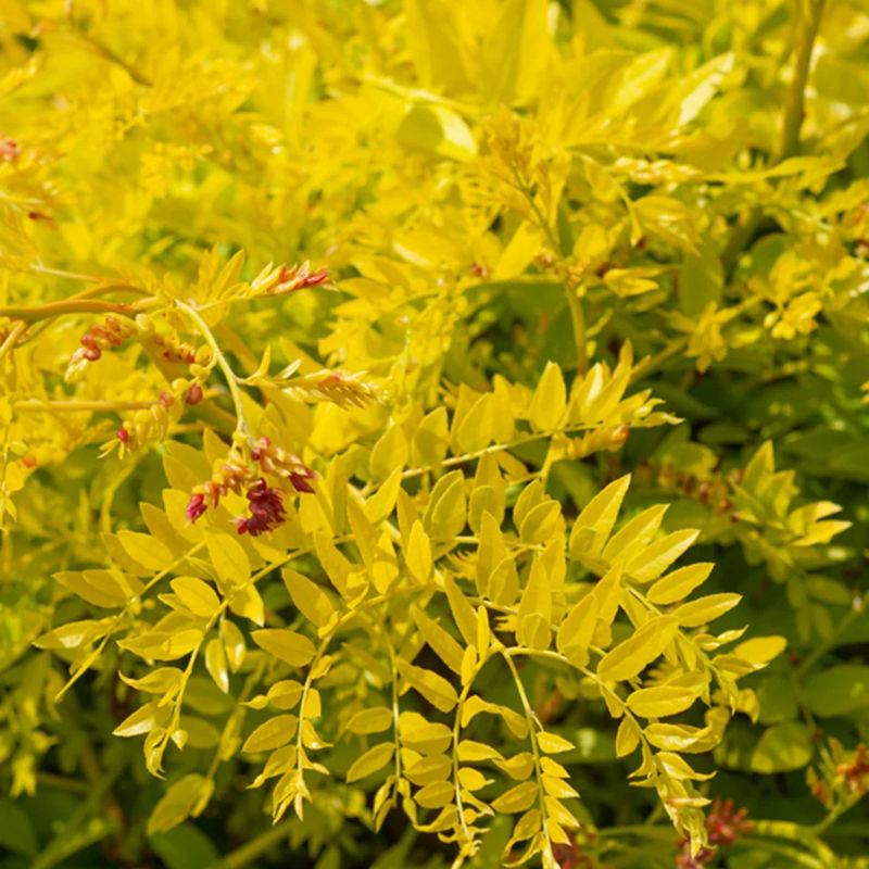 Gelbe Lederhülsenbaum 