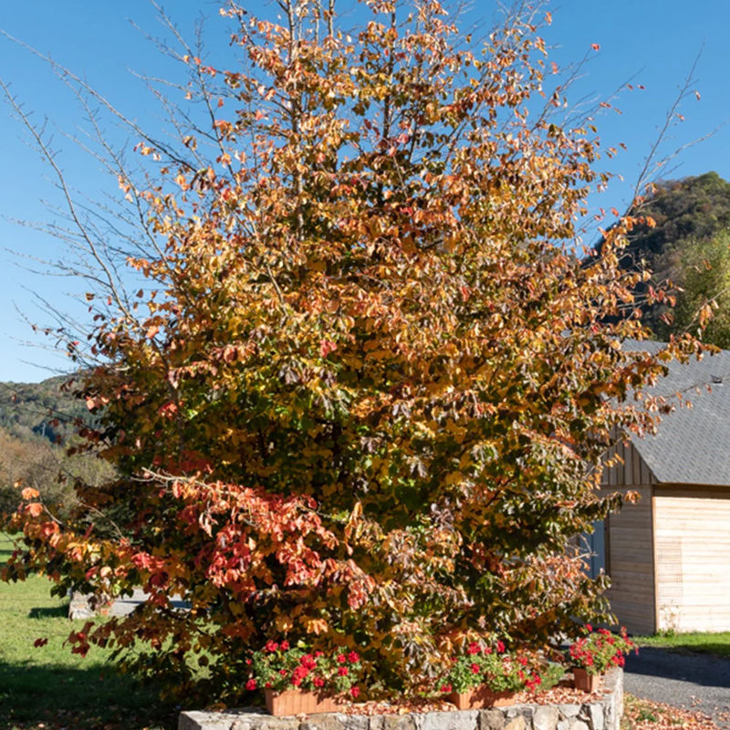 Eisenholzbaum