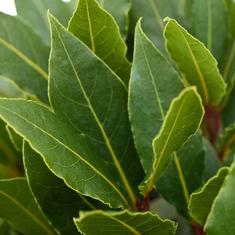 Lorbeerstrauch (Laurus nobilis) - Winterhart
