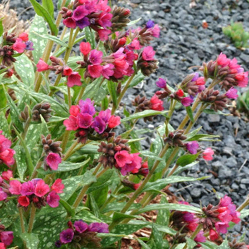 Lungenkraut 'Raspberry Splash'