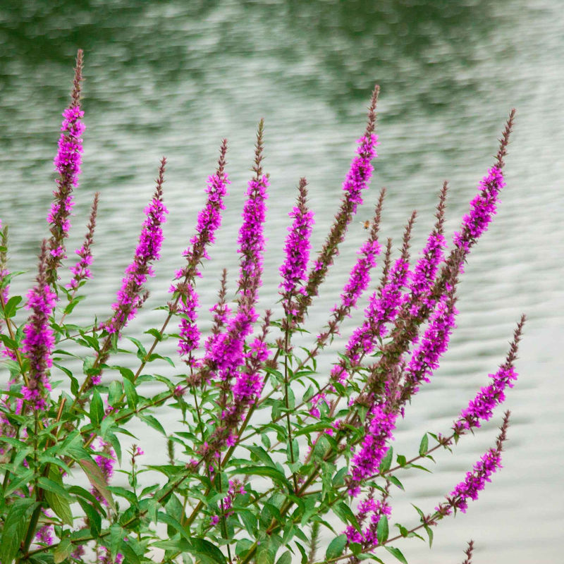 Lythrum 'Robert'