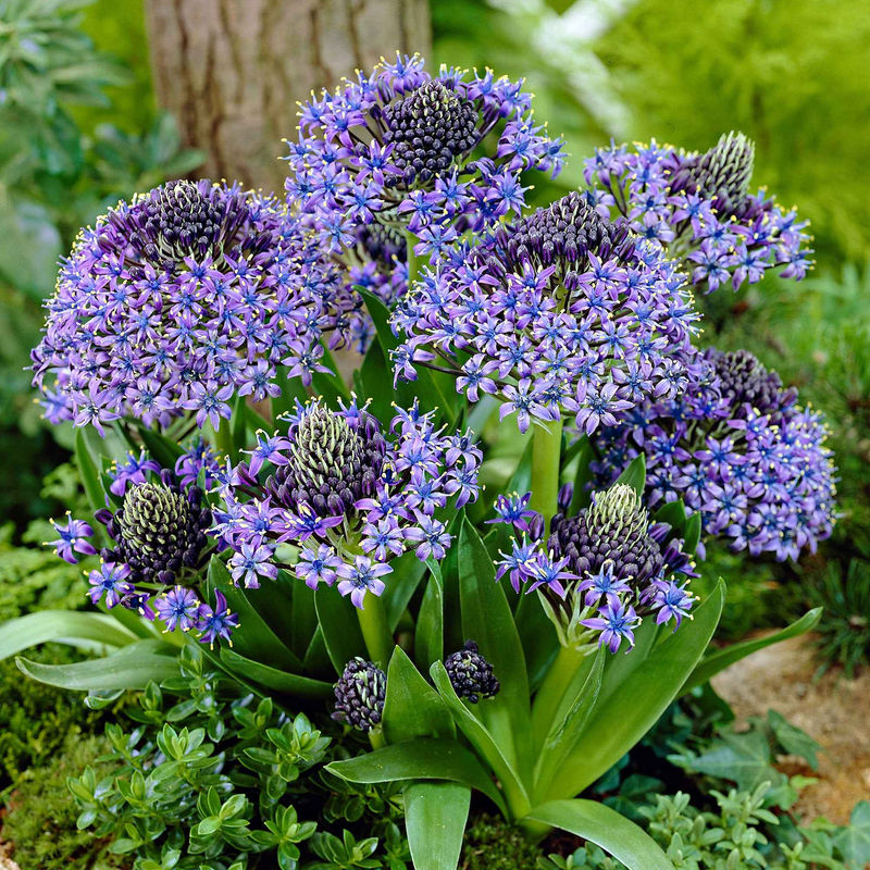 Peruanischer Blaustern Mischung 'Peruviana Mix' (x2)