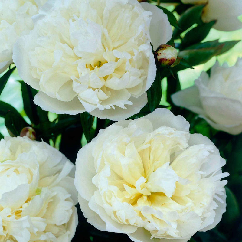 Pfingstrose 'Duchesse de Nemours'