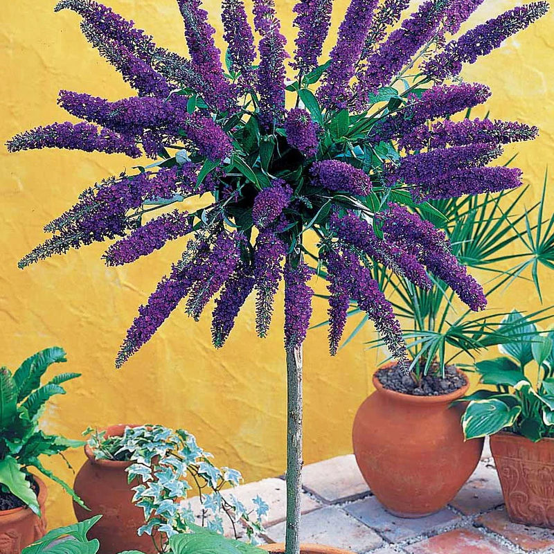 Schmetterlingsflieder 'Empire Blue'