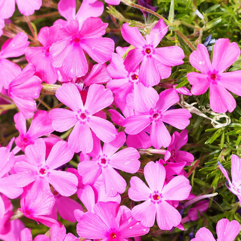 Flammenblume Phlox subulata (x3)