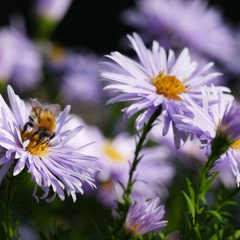 Wild-Aster 'Asran' (x3)