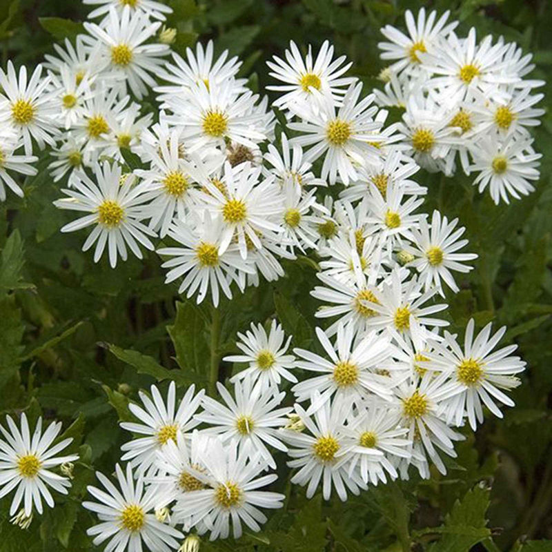 Wild-Aster 'Ashvi' (x3)