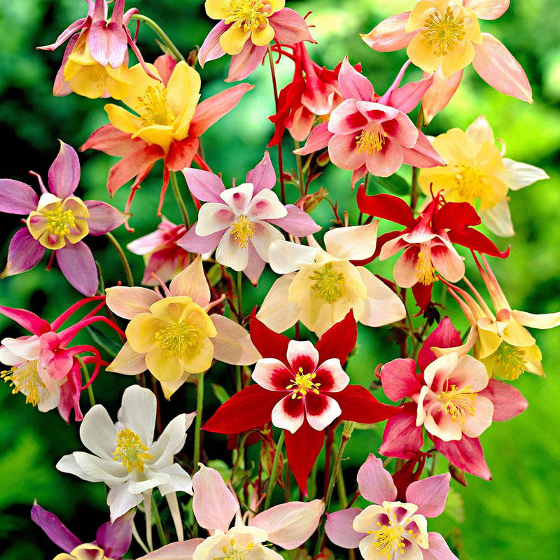 Akelei 'McKana Hybrids' (x5)