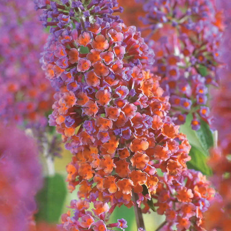 Sommerflieder Flower Power - Title:Der topf / 2L / Lieferhöhe 20-25cm