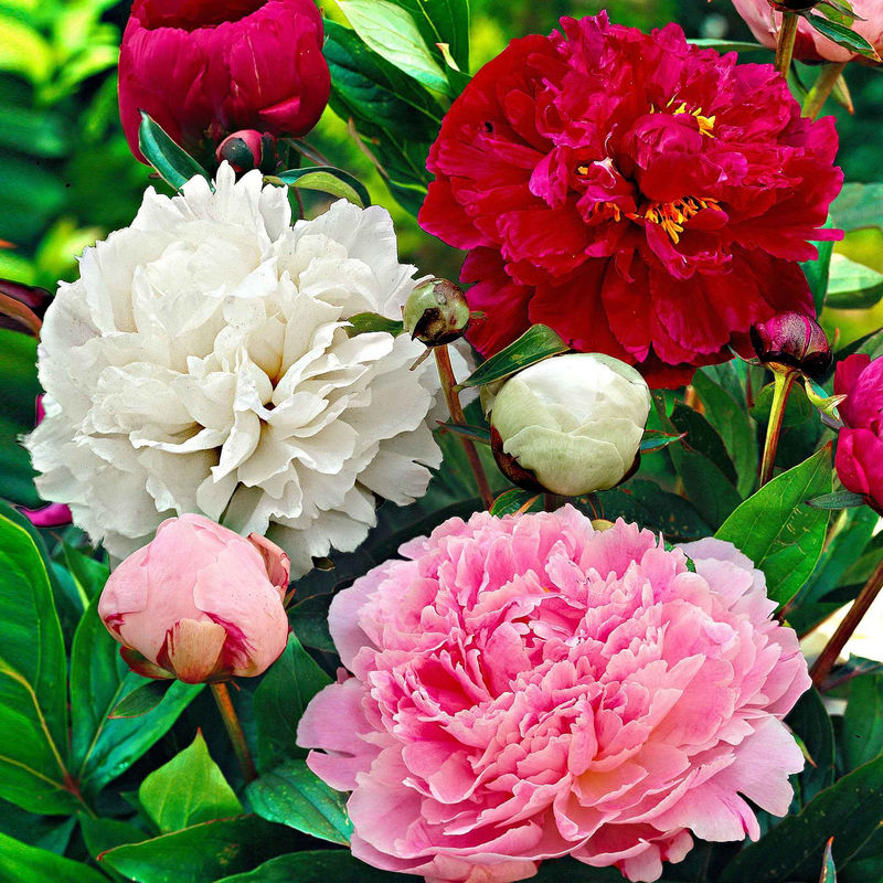 Pfingstrose 'Red Charm' + 'Immaculate' + 'Sorbet' Mischung (x3)