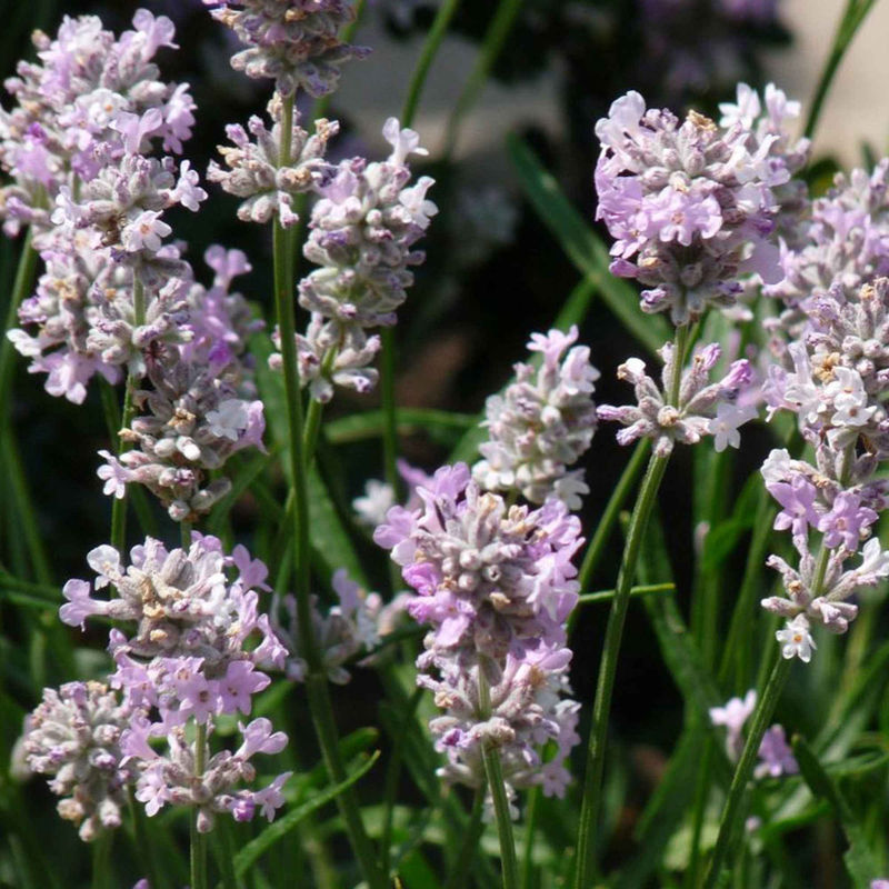Lavendel 'Rosea'
