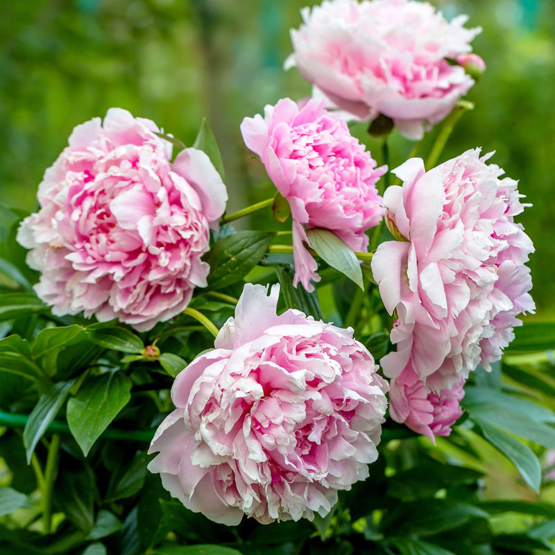 Pfingstrose 'Sarah Bernhardt'
