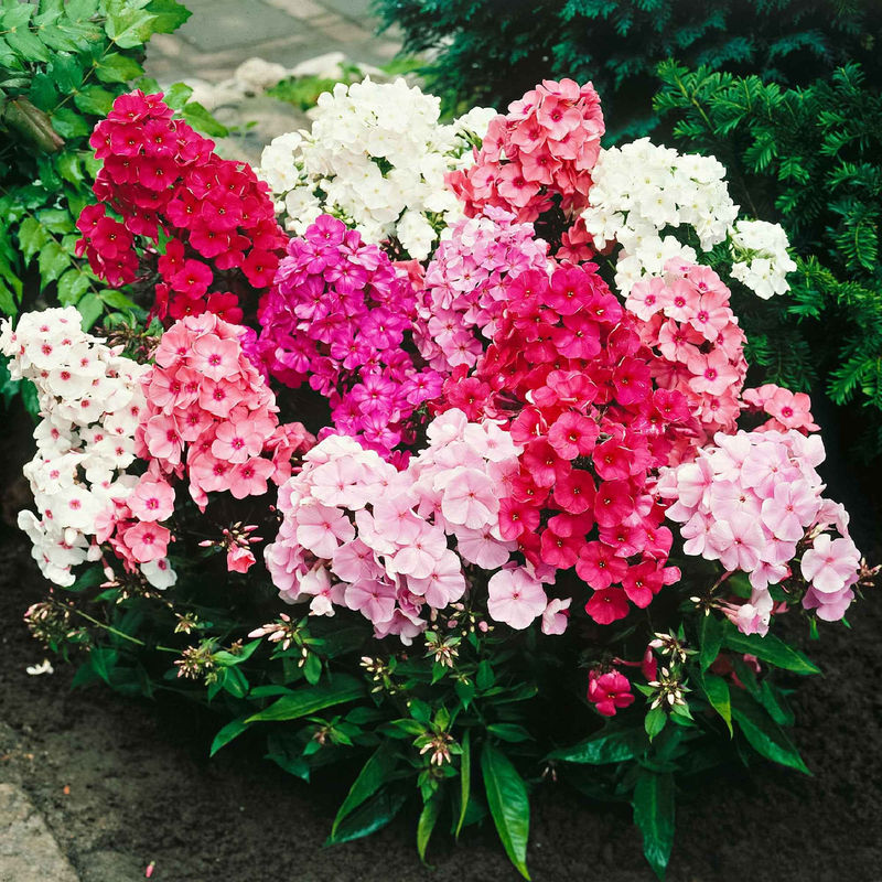 Flammenblumen Mischung (x5)