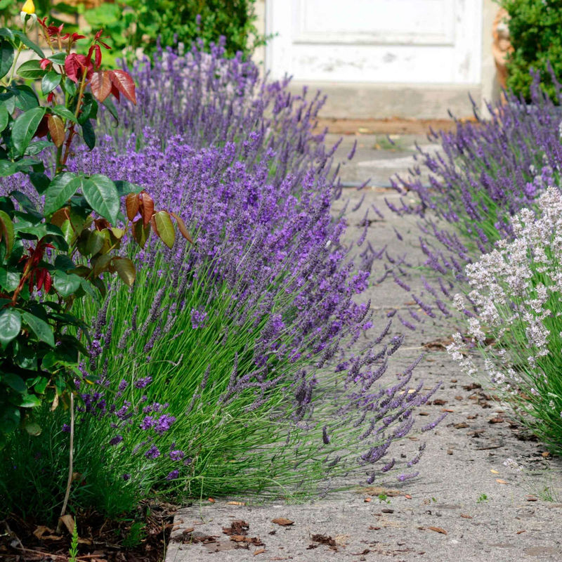Lavendel (x3)
