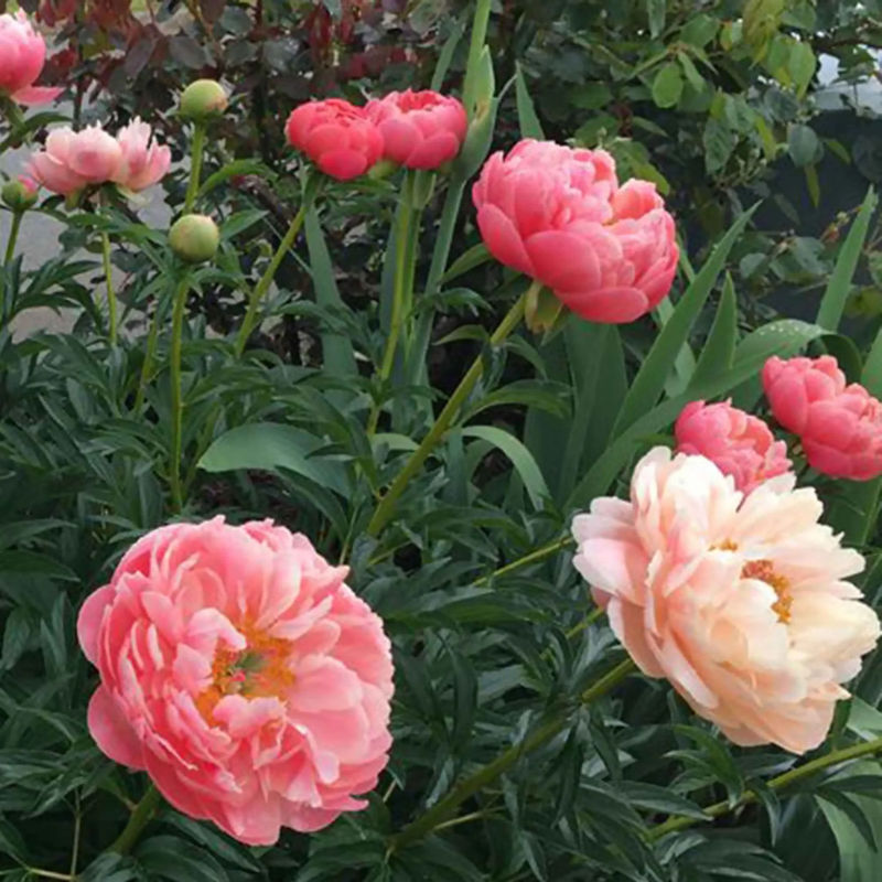 Pfingstrose Paeonia 'Coral Sunset'