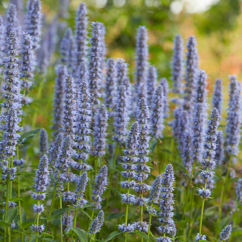 Duftnessel 'Blue Fortune'