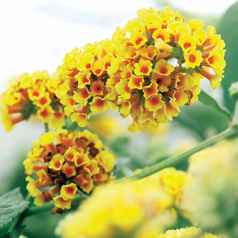 Schmetterlingsflieder Sungold