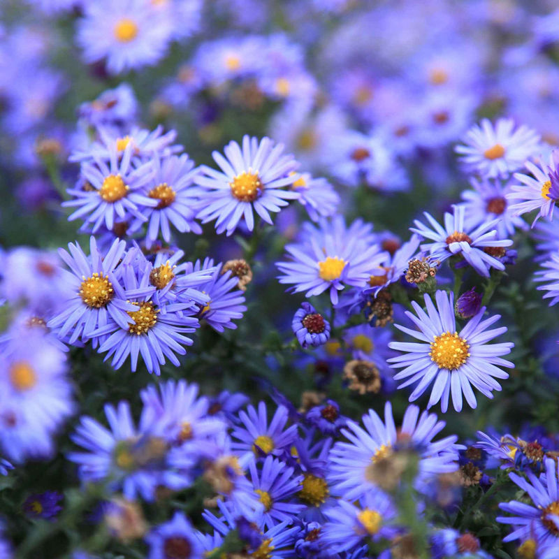 Kissen-Aster 'Lady in Blue' (x3)