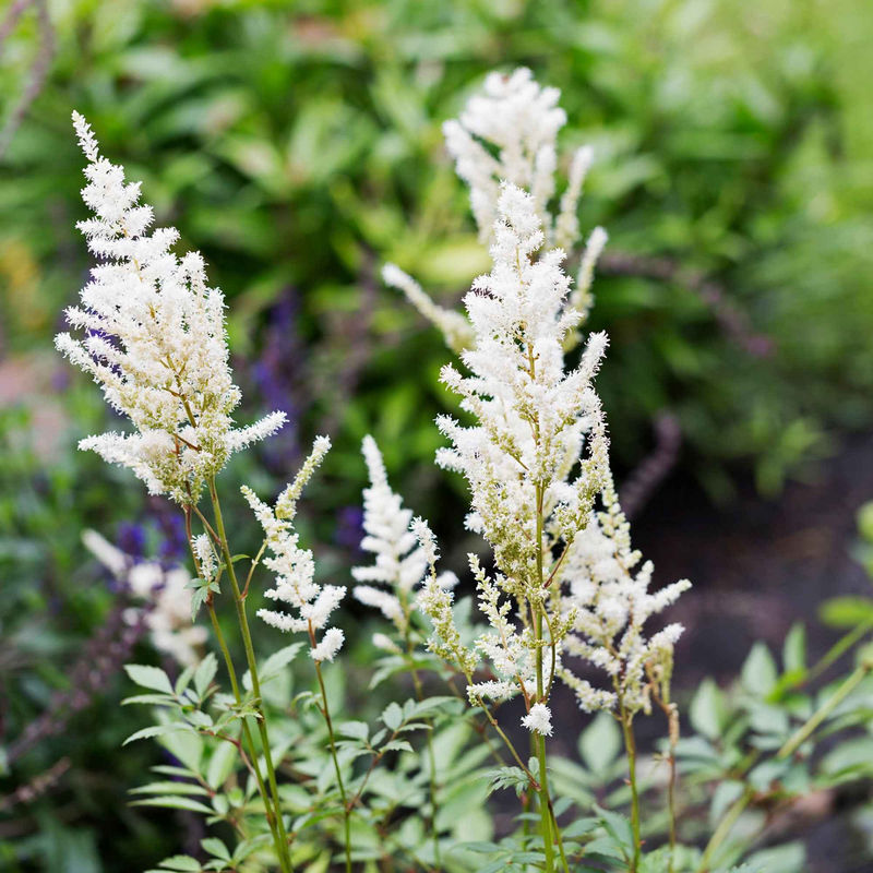Arends Prachtspiere 'Brautschleier'