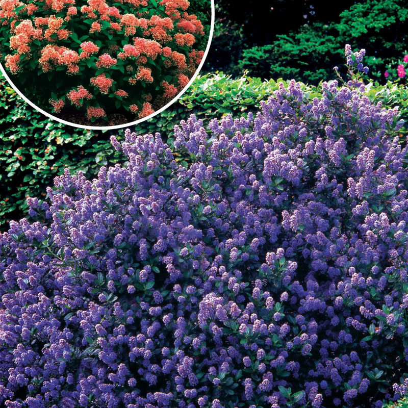 Ceanothus-Sammlung (x2)