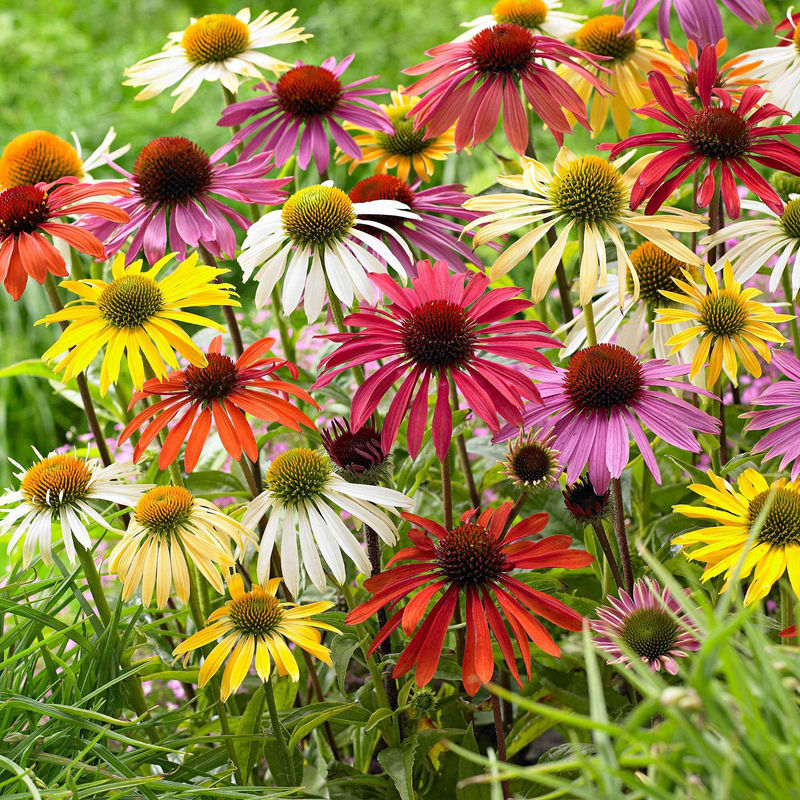 Sonnenhut + Rudbeckia 'Goldsturm' Mischung (x10)