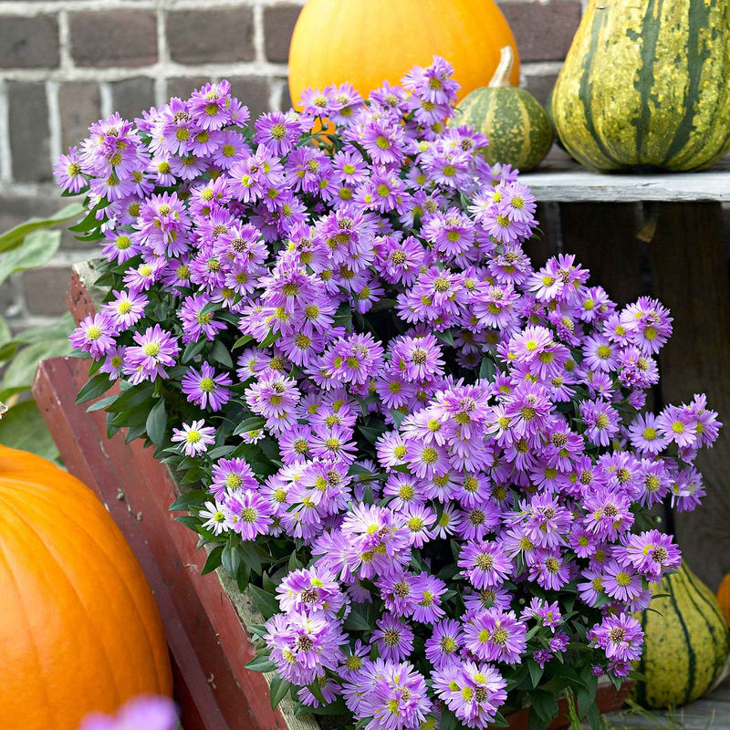 Herbstaster 'Purple Dome' (x3)