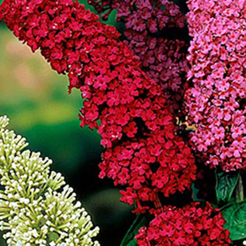 Schmetterlingsflieder Buddleja 'Royal Red' - Title:Der topf / 2L / Lieferhöhe 40-50cm