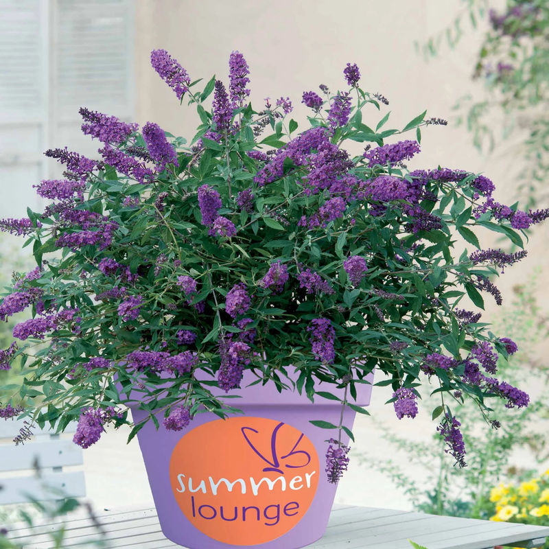 Schmetterlingsflieder Sommerflânerie