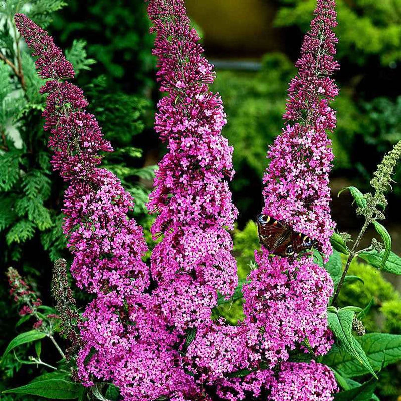 Schmetterlingsflieder 'Pink Delight'