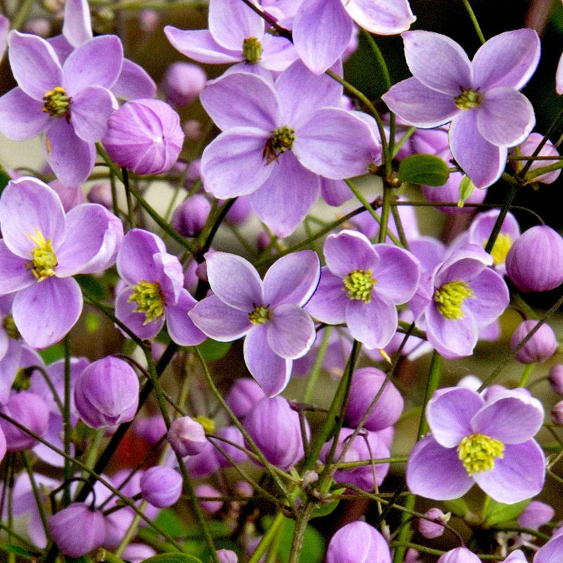 Delavays Wiesenraute