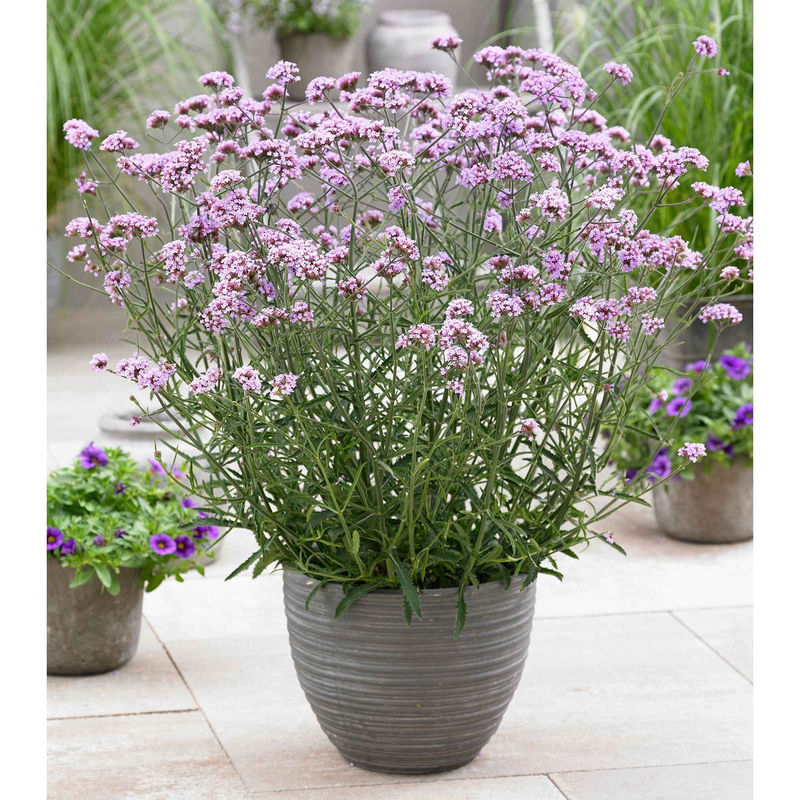 Eisenkraut 'Lollipop'