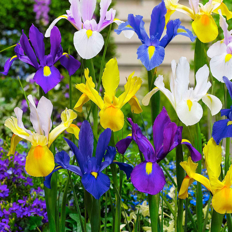 Holländische Iris Mischung 'Dutch Garden' (x50) - Title:Das beutel von 50 blumenzwiebeln / umfang 6-7cm