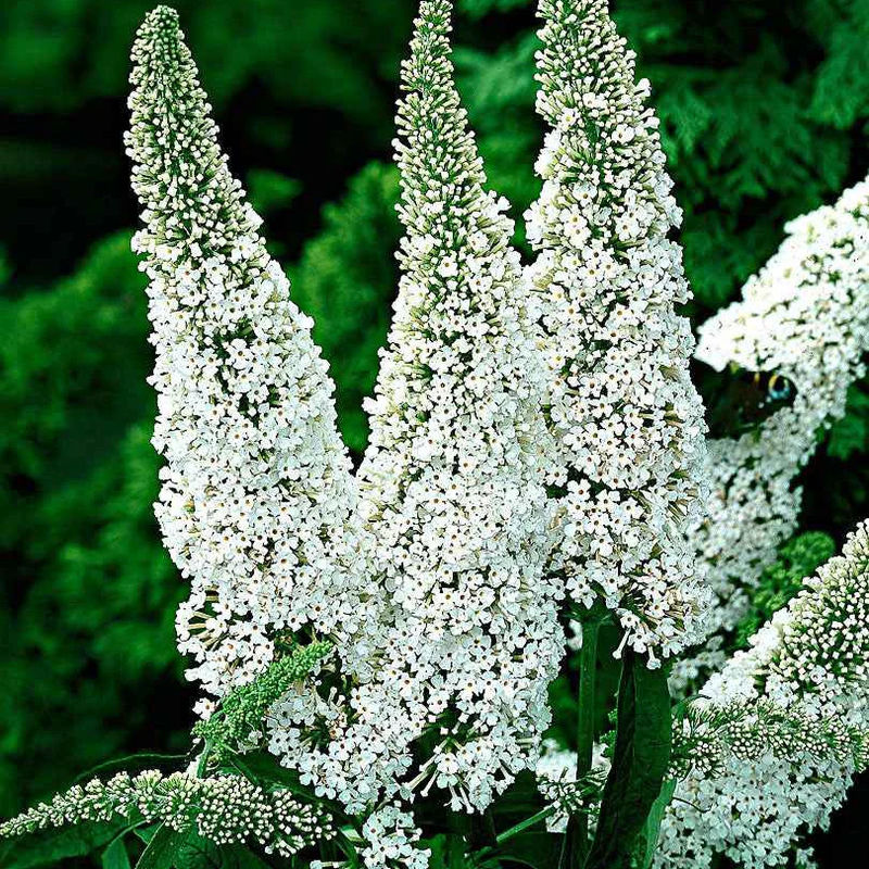 Schmetterlingsflieder Buddleja 'White Profusion' - Title:Der topf / 2L / Lieferhöhe 40-50cm