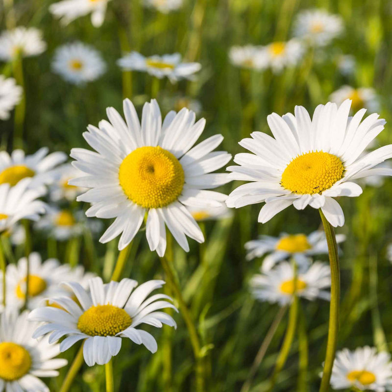 Kleine Margerite 'Maikönigin' (x3)