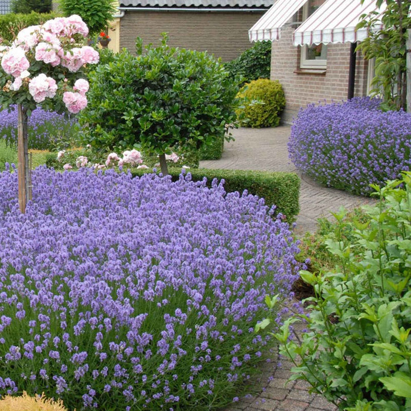 Echter Lavendel 'Hidcote' - Title:Der topf / 2L / Lieferhöhe ca. 25cm