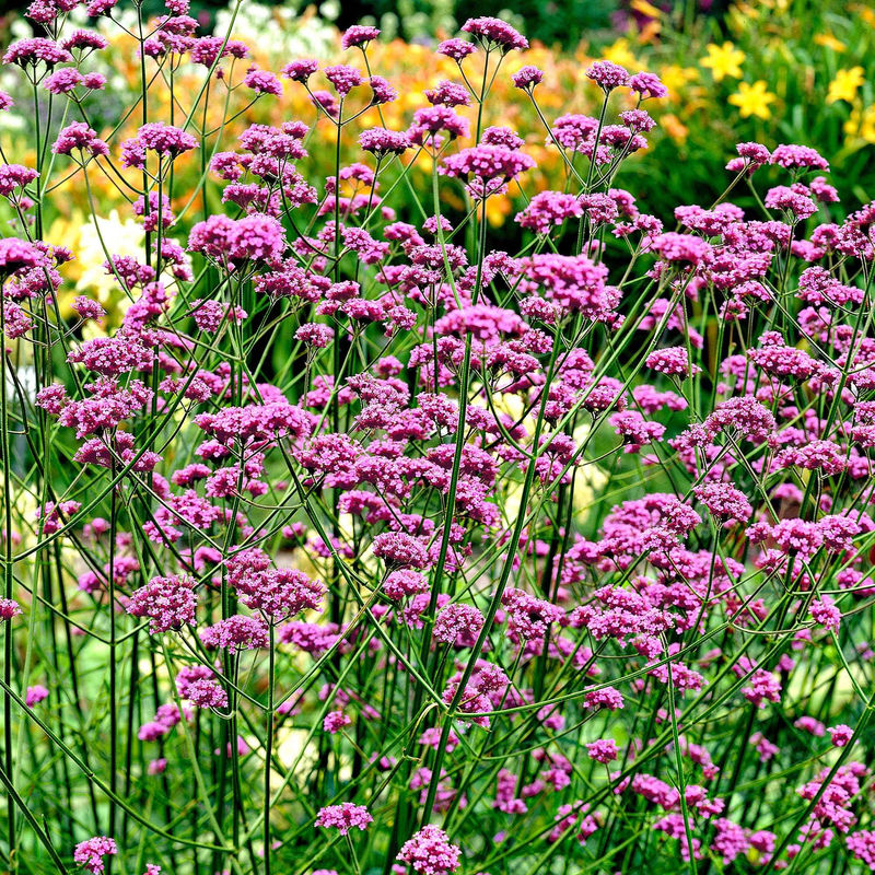 Patagonisches Eisenkraut - Title:Das beutel / 0.15g / ±600 samen