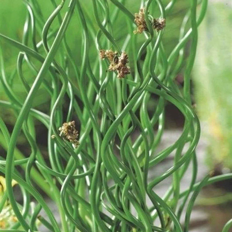 Sparrige Binse Spiralis