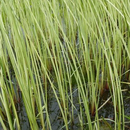 Chaisier-Binse Albescens