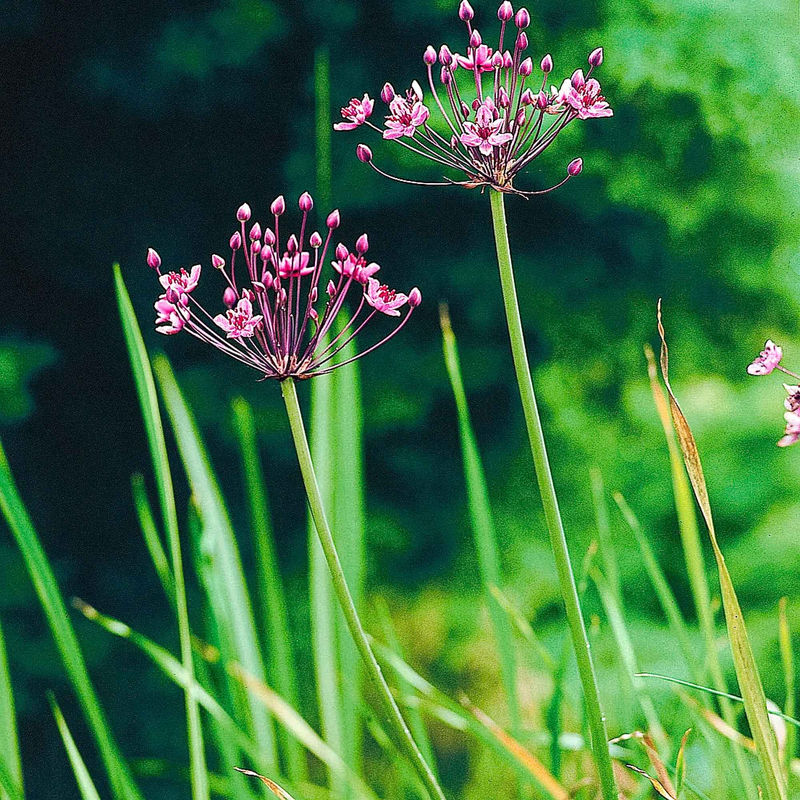 Blühende Binse Butome in Doldenform