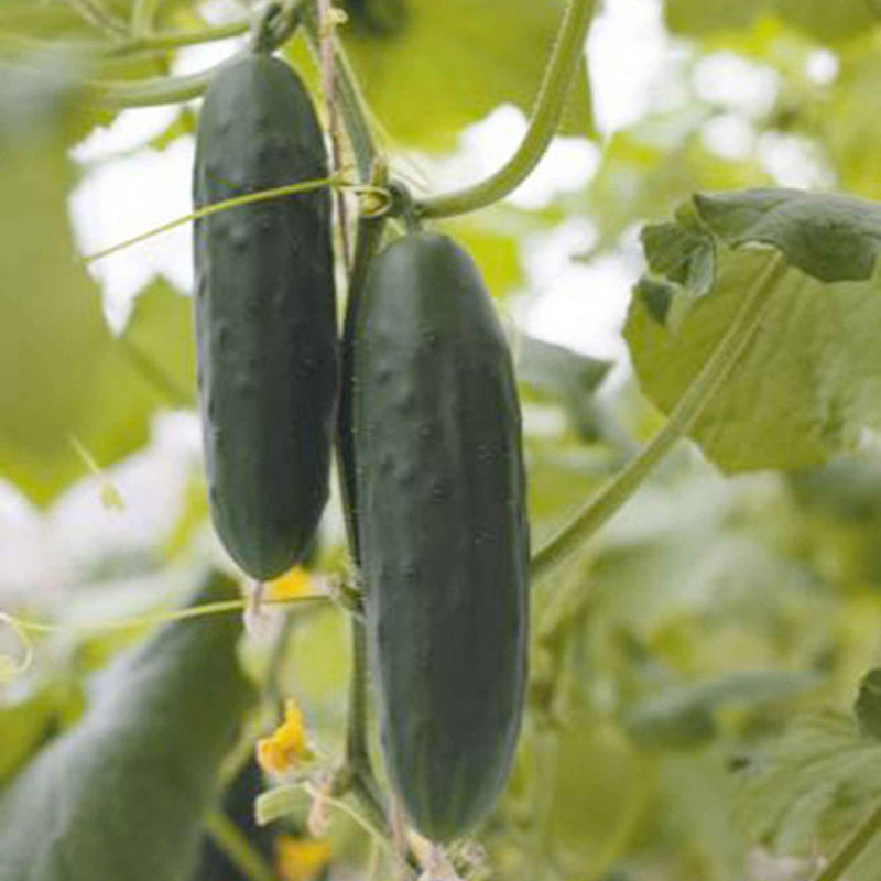 Gurke Cucumis 'Marketmore'