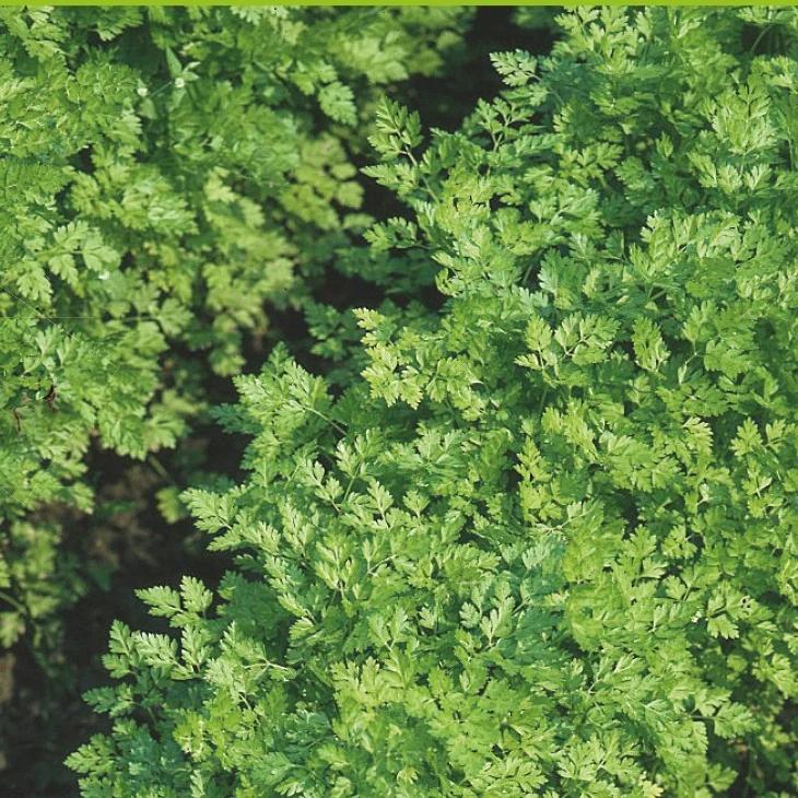 Flachblättriger Kerbel Massa Bio